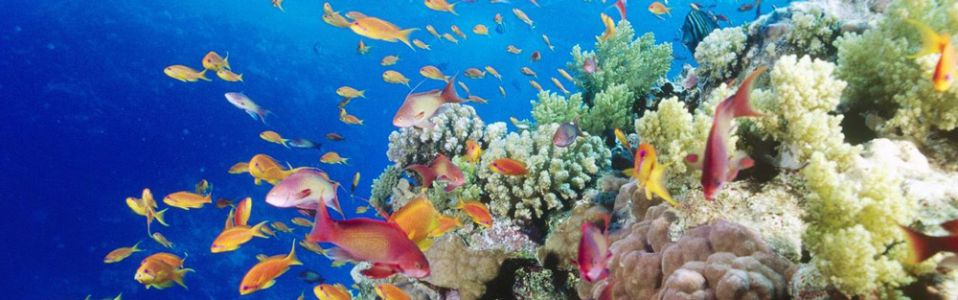 coral-reef--southern-red-sea--near-safaga--egypt
